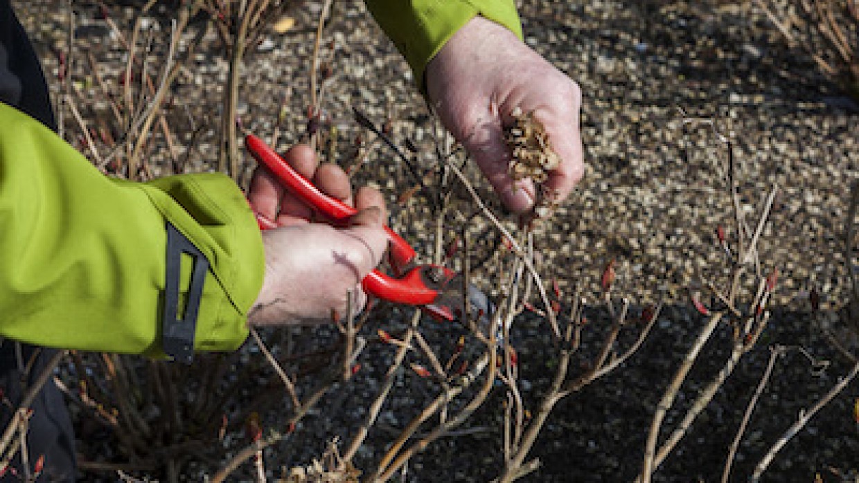 NL Doet: Workshop fruitbomen snoeien