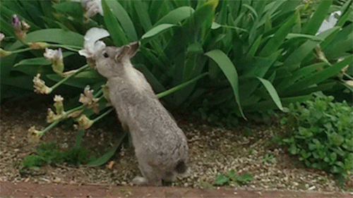 Geur verdrijft konijnen van het Dakpark