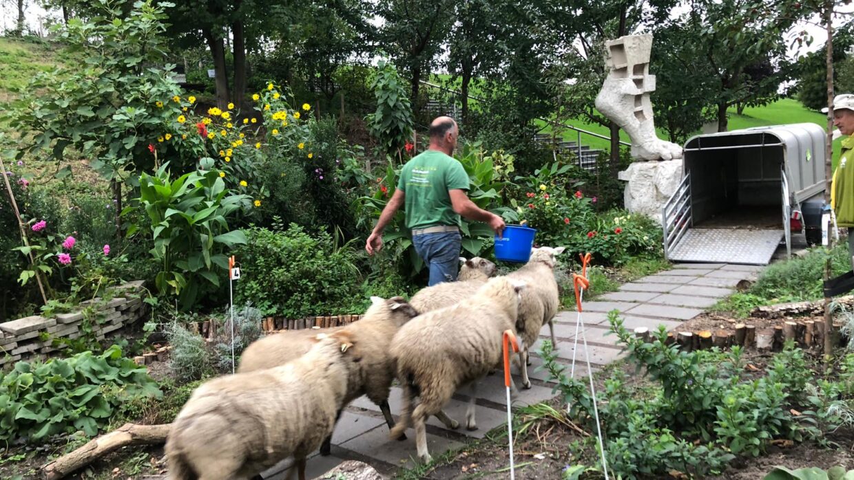 Afscheid van de schapen