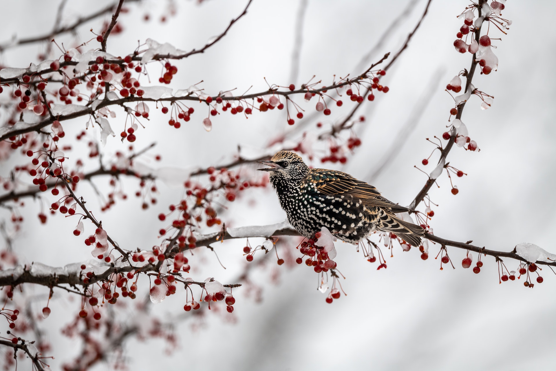 Spreeuw, een van de vogels op de lijst van de Nationale vogeltelling.