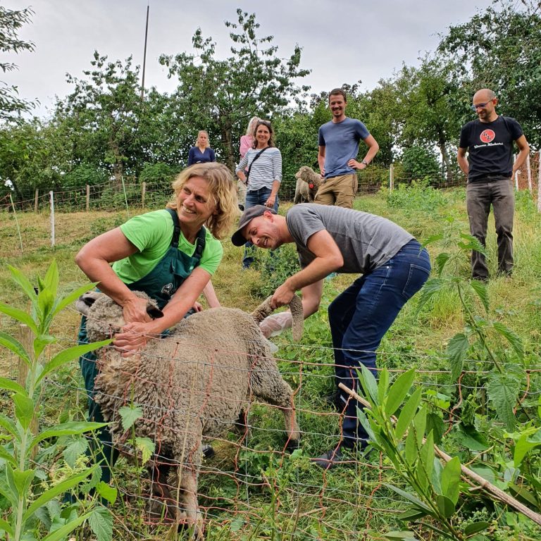 DutchMerino schapen in de Buurttuin van het Dakpark worden geschoren op het schaapscheerdersfeest